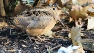 Woodcock Dance