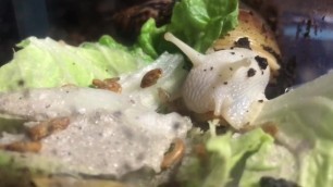 A Cute Snail Enjoys its Meal